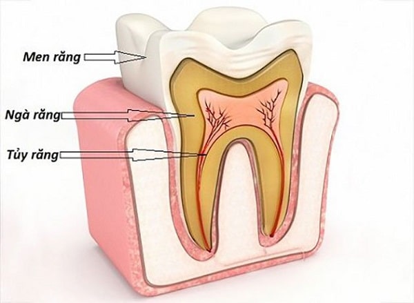 Răng là bộ phận cứng nhất trên cơ thể